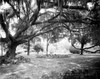 Florida: Oak Tree, C1902. /Nlive Oak With Spanish Moss At The Tampa Bay Hotel In Florida. Photograph By William Henry Jackson, C1902. Poster Print by Granger Collection - Item # VARGRC0122073