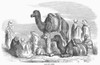 Algeria: Camels, 1858. /Nline Engraving, English, 1858. Poster Print by Granger Collection - Item # VARGRC0100723