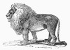 Lion. /Nline Engraving, 19Th Century. Poster Print by Granger Collection - Item # VARGRC0100902