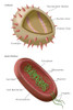 Virus and Bacteria Diagram Poster Print by Monica Schroeder/Science Source - Item # VARSCIBY6948