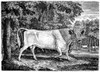 Wild Cattle. /Nwood Engraving, 1790, By Thomas Bewick. Poster Print by Granger Collection - Item # VARGRC0027746