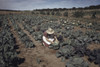 Farming, 1940. /Na Homesteader In A Field Of Cabbages In Pie Town, New Mexico. Photograph By Russell Lee, 1940. Poster Print by Granger Collection - Item # VARGRC0352019