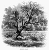 Benedict Arnold Willow. /Nthe Benedict Arnold Willow Across The Hudson From West Point, New York. Wood Engraving, 1862. Poster Print by Granger Collection - Item # VARGRC0076438
