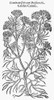 Botany: Garden Cumin. /Nwoodcut From Thomas Johnson'S Edition, 1633, Of John Gerard'S 'Herball' First Published In 1597, In London, England. Poster Print by Granger Collection - Item # VARGRC0055121