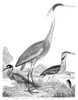 American Ornithology. /N1. Yellow-Crowned Heron 2. Great Heron 3. American Bittern 4. Least Bittern. Line Engraving From Alexander Wilson'S 'American Ornithology,' 1808-1814. Poster Print by Granger Collection - Item # VARGRC0054123