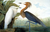 Audubon: Egret. /Nreddish Egret, Or Purple Heron (Ardea Rufescens, Or Egretta Rufescens). Lithograph, 1858, By Julius Bien After John James Audubon. Poster Print by Granger Collection - Item # VARGRC0055076