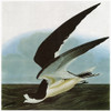 Audubon: Skimmer. /Nblack Skimmer (Rynchops Niger). Engraving After John James Audubon For His 'Birds Of America,' 1827-38. Poster Print by Granger Collection - Item # VARGRC0350512