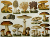 Edible Mushrooms Poster Print by Science Source - Item # VARSCIBW7104