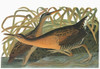 Audubon: Rail. /Nking Rail (Rallus Elegans). Engraving After John James Audubon For His 'Birds Of America,' 1827-38. Poster Print by Granger Collection - Item # VARGRC0326220