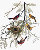 Audubon: Oriole. /Norchard Oriole (Icterus Spurius), From John James Audubon'S 'The Birds Of America,' 1827-1838. Poster Print by Granger Collection - Item # VARGRC0007603