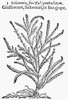 Botany: Glasswort, 1633. /Nsalicornia. Woodcut From Thomas Johnson'S Edition, 1633, Of John Gerard'S 'Herball,' First Published In 1597 In London, England. Poster Print by Granger Collection - Item # VARGRC0057581