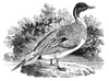 Pintail Duck. /Nwood Engraving, C1804, By Thomas Bewick. Poster Print by Granger Collection - Item # VARGRC0082405