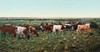 Colorado: Round Up. /N'Round Up - Bunching The Herd.' Cattle Drive In Colorado. Photochrome, 1898-1905. Poster Print by Granger Collection - Item # VARGRC0107481
