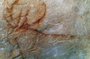 Cave Art: Deer. /Nhead Of A Deer, Painted In Red Outline, In The Pech Merle Cave, Lot, France, C16,000 B.C. Poster Print by Granger Collection - Item # VARGRC0167876