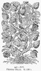 Botany: Ivy, 1597. /Nhedera Helix. Woodcut. Poster Print by Granger Collection - Item # VARGRC0076426