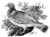 Ring Dove. /Nwood Engraving, English, 19Th Century. Poster Print by Granger Collection - Item # VARGRC0050151