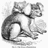 Koala. /Nline Engraving, 19Th Century. Poster Print by Granger Collection - Item # VARGRC0101121