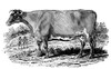 Cattle. /Nthe Improved Holstein Or Dutch Breed. Wood Engraving, 1790, By Thomas Bewick. Poster Print by Granger Collection - Item # VARGRC0071080