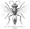 Wasp./Nwasp (Tachytes Pectinipes). Poster Print by Granger Collection - Item # VARGRC0066885