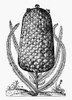 Pineapple, 1575. /Nwoodcut From Andr_ Thevet'S 'La Cosmographie Universelle,' Paris, 1575. Poster Print by Granger Collection - Item # VARGRC0126545