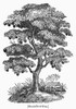 Botany: Breadfruit Tree. /Nwood Engraving, 19Th Century. Poster Print by Granger Collection - Item # VARGRC0091025 Botany: Breadfruit Tree. /Nwood Engraving, 19Th Century. Poster Print by Granger Collection - Item # VARGRC0091025