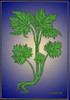 Larkspur, Alchemy Plant Poster Print by Science Source - Item # VARSCIBQ2981