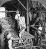 Kentucky: Tobacco Shed. /Nhanging Tobacco In Shed For Curing At Lexington, Kentucky. Stereograph, C1900. Poster Print by Granger Collection - Item # VARGRC0098897