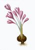 Autumn Crocus. /Nmultiflorous Lavender Meadow Saffron. Poster Print by Granger Collection - Item # VARGRC0064784