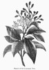 Botany: Cinnamon Tree. /Ncinnamomum Verum. Wood Engraving, 19Th Century. Poster Print by Granger Collection - Item # VARGRC0090907