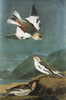 Audubon: Bunting. /Nsnow Bunting (Plectrophenax Nivalis). Engraving After John James Audubon For His 'Birds Of America,' 1827-38. Poster Print by Granger Collection - Item # VARGRC0351979