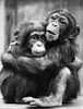 Young Chimpanzees. Poster Print by Granger Collection - Item # VARGRC0033373