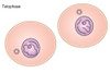 Telophase of Mitosis Poster Print by Spencer Sutton/Science Source - Item # VARSCIBZ8052