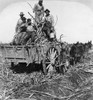 Sugar Plantation, 1901. /Nmen Working On A Sugar Plantation Near New Orleans, Louisiana. Stereograph, 1901. Poster Print by Granger Collection - Item # VARGRC0260107