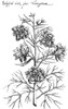 Botany: Larkspur, 1612. /Ndelphinium Ajacis, Variegated. Line Engraving From Emanuel Sweerts' 'Florilegium,' 1612. Poster Print by Granger Collection - Item # VARGRC0076466