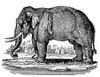 Elephant. /Nwood Engraving, Early 19Th Century. Poster Print by Granger Collection - Item # VARGRC0043421