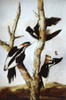 Ivory-Billed Woodpeckers. /Noil On Canvas, C1830-31, By Joseph Bartholomew Kidd After John James Audubon. Poster Print by Granger Collection - Item # VARGRC0043217