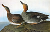 Audubon: Gadwall. /Ngadwall (Anas Strepera). Engraving After John James Audubon For His 'Birds Of America,' 1827-38. Poster Print by Granger Collection - Item # VARGRC0325330