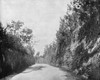 Bermuda, C1890. /Na Road Built By Convicts In Bermuda. Photograph, C1890. Poster Print by Granger Collection - Item # VARGRC0353457