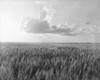 Oklahoma: Wheat, 1937. /Na Wheat Field In Oklahoma. Photograph By Dorothea Lange, 1937. Poster Print by Granger Collection - Item # VARGRC0183808