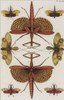 Insects, Seba's Thesaurus, 1734 Poster Print by Science Source - Item # VARSCIBW7024