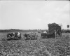 Cuba: Sugar Plantation. /Nsugar Cane Loaded Onto A Cart On A Cuban Sugar Plantation. Photograph, C1904. Poster Print by Granger Collection - Item # VARGRC0124029