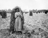 Peanut Patch, C1900. /N'Polly In The Peanut Patch.' Photograph, C1900. Poster Print by Granger Collection - Item # VARGRC0351540