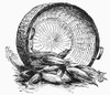 Corn Basket. /Nwood Engraving, 19Th Century. Poster Print by Granger Collection - Item # VARGRC0090937