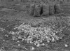 Onion Farm, 1939. /Nonions In Sacks And On The Ground During Harvest In Malheur County, Oregon. Photograph By Dorothea Lange, October 1939. Poster Print by Granger Collection - Item # VARGRC0123723
