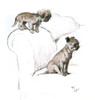 Two Small Dogs On A Sofa Poster Print By Mary Evans Picture Library - Item # VARMEL10957382