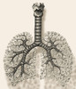 Trachea, Bronchioles, and Alveoli Poster Print by Science Source - Item # VARSCIBJ5651