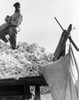 California: Cotton, 1936. /Na Cotton Picker Filling Sacks Of Cotton For Weighing In San Joaquin Valley, California. Photograph By Dorothea Lange, November 1936. Poster Print by Granger Collection - Item # VARGRC0123129