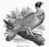 Wood Grouse. /Nwood Engraving, C1797, By Thomas Bewick. Poster Print by Granger Collection - Item # VARGRC0100431