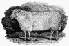 Sheep, 1798. /Nthe Cheviot Ram. Wood Engraving, 1798, By Thomas Bewick. Poster Print by Granger Collection - Item # VARGRC0079657