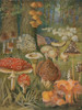Citizens of the Land of Mushrooms Poster Print by Science Source - Item # VARSCIBW7103